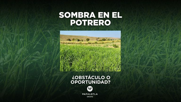 ¿Pasto en Sombra: Obstáculo u Oportunidad?