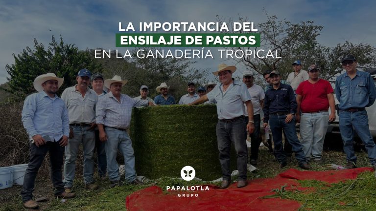 ensilaje de pastos en ganaderia tropical
