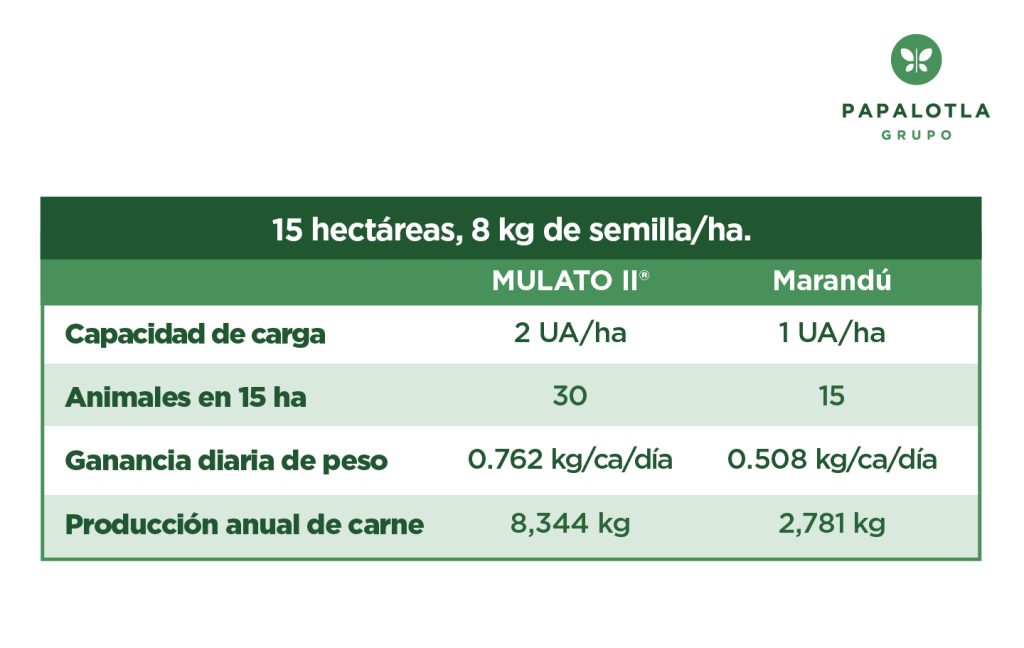 semilla de pasto híbrido