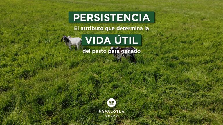pasto para ganado