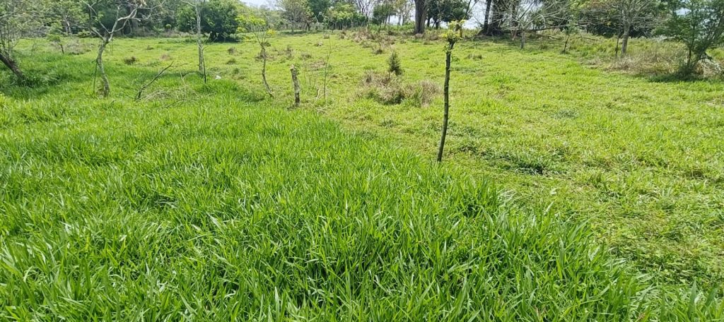 fertilización de pastos
