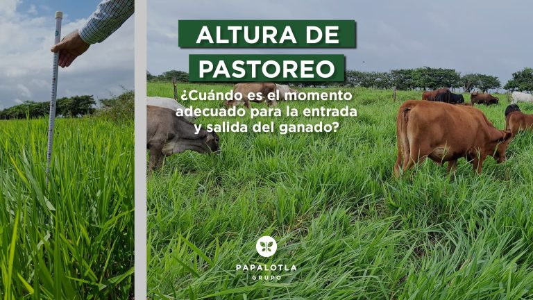 altura de pastoreo