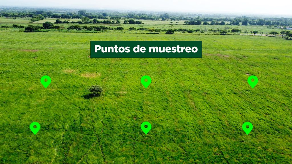aforo de pastos